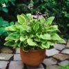 Hosta 'Golden Tiara' P9 Cm 2 Hosta 'Golden Tiara' P9 Cm -Verse Voor Winkel RTH6JASC b91c