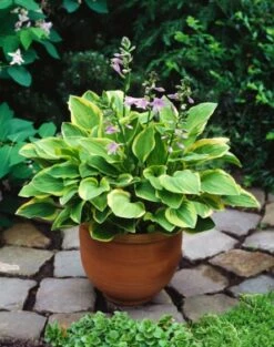Hosta 'Golden Tiara' P9 Cm