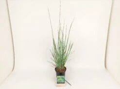 Schizachyrium Scoparium 'Standing Ovation' P9