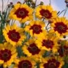 Coreopsis Tripteris P9 Cm 2 Coreopsis Tripteris P9 Cm -Verse Voor Winkel SKZTAEG2 10f2