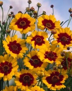 Coreopsis Tripteris P9 Cm