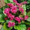 Bergenia 'Rotblum' P9 Cm 2 Bergenia 'Rotblum' P9 Cm -Verse Voor Winkel SNRLVVHG 2ffa