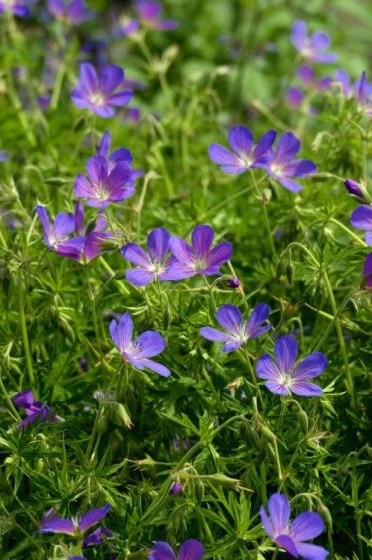 Geranium 'Nimbus' P9 Cm 3 Geranium 'Nimbus' P9 Cm