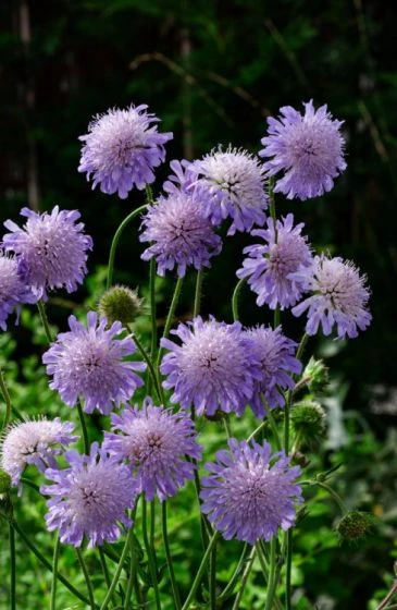 Knautia Arvensis P9 Cm 5 Knautia Arvensis P9 Cm - Afbeelding 3