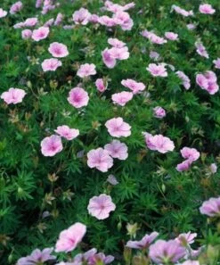 Geranium Sanguineum Striatum P9 Cm