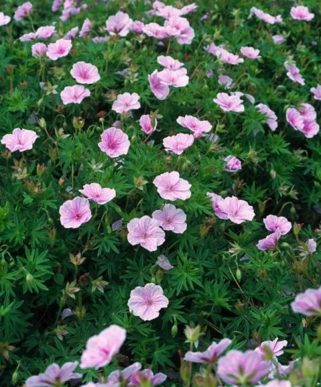 Geranium Sanguineum Striatum P9 Cm 3 Geranium Sanguineum Striatum P9 Cm