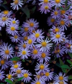 Aster Ageratoides 'Asran' P11 Cm