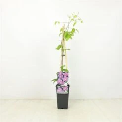 Clematis 'Etoile De Malicorne' C2 60-70 Cm