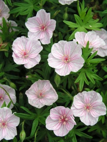 Geranium Sanguineum Striatum P9 Cm 4 Geranium Sanguineum Striatum P9 Cm - Afbeelding 2