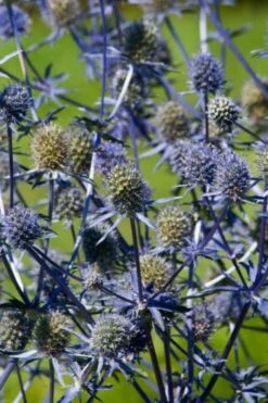 Eryngium Planum C2 Cm