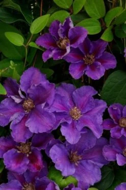 Clematis 'Ashva' C2 60-70 Cm