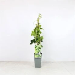 Parthenocissus Tricuspidata 'Green Spring' C2 60-70 Cm