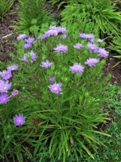 Stokesia Laevis P9 Cm 7 Stokesia Laevis P9 Cm -Verse Voor Winkel WT95NRW6 f6a0