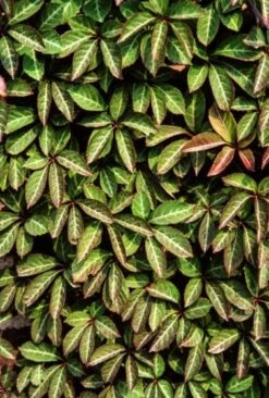 Verse Voor Winkel -Verse Voor Winkel XWAVDK9V 5d92