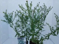 Aster Novi-belgii 'White Ladies' C2