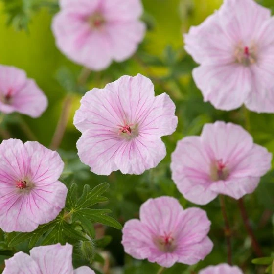 Geranium Sanguineum Striatum P9 Cm 5 Geranium Sanguineum Striatum P9 Cm - Afbeelding 3