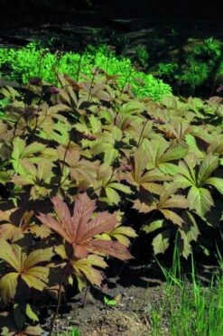Rodgersia Podophylla P9 Cm