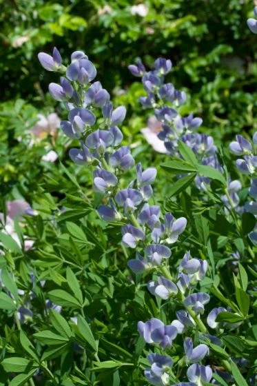 Baptisia 'Starlite' P9 Cm 4 Baptisia 'Starlite' P9 Cm - Afbeelding 2