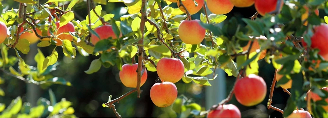 Verse Voor Winkel -Verse Voor Winkel fruitboompjes